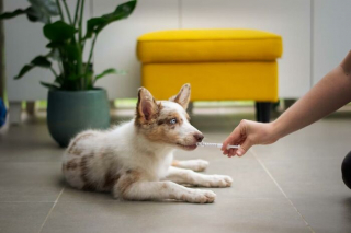 Illustration de l'article : 20 conseils de vétérinaires pour préserver la santé et le bien-être de vos animaux de compagnie