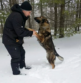 Illustration de l'article : Un homme égaré dans le froid pendant plusieurs heures doit son salut à un chien policier