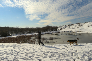 Illustration de l'article : Un couple offre l'asile à une soixantaine de chiens errants pour les protéger du froid 