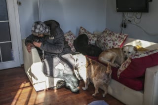 Illustration de l'article : Un couple offre l'asile à une soixantaine de chiens errants pour les protéger du froid 