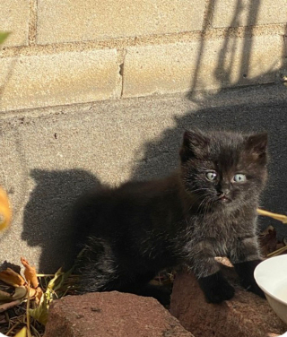 Illustration de l'article : Un chat abandonné dans un immeuble assume le rôle de parent auprès d'un chaton orphelin et avide d'amour