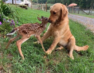 Illustration de l'article : 20 photos d'animaux devenus frères et soeurs de coeur