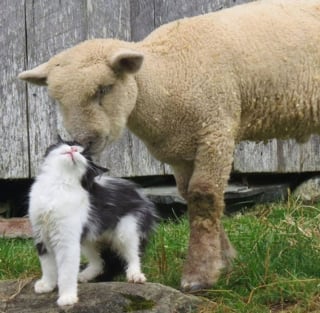 Illustration de l'article : 20 photos d'animaux devenus frères et soeurs de coeur