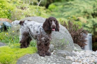 Illustration de l'article : Partez à la découverte de 11 races de chiens anglais