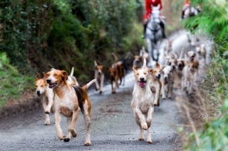 Illustration de l'article : Partez à la découverte de 11 races de chiens anglais