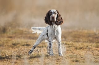 Illustration de l'article : Partez à la découverte de 11 races de chiens anglais