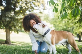 Illustration de l'article : Partez à la découverte de 11 races de chiens anglais