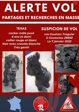 Illustration de l'article : Une famille recherche désespérément le chien de leur fils atteint d'une maladie rare et handicapante 