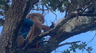 Illustration de l'article : Un garçon de 11 ans escalade un arbre de 15 mètres pour sauver un chat coincé depuis des jours