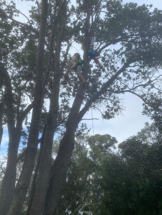 Illustration de l'article : Un garçon de 11 ans escalade un arbre de 15 mètres pour sauver un chat coincé depuis des jours