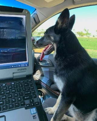 Illustration de l'article : A la recherche de son chien perdu, une femme croise un policier qui lui vient immédiatement en aide