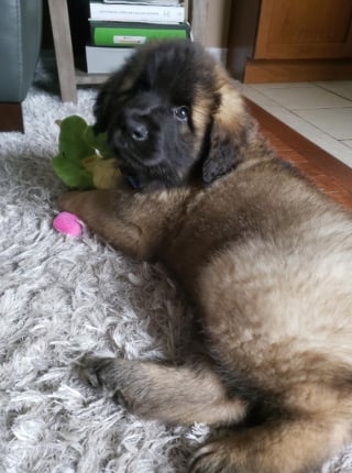 Illustration de l'article : 20 photos pour admirer la beauté de la race du Leonberger