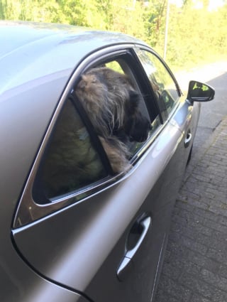 Illustration de l'article : 20 photos pour admirer la beauté de la race du Leonberger