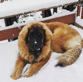 Illustration de l'article : 20 photos pour admirer la beauté de la race du Leonberger