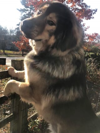 Illustration de l'article : 20 photos pour admirer la beauté de la race du Leonberger