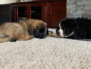 Illustration de l'article : 20 photos pour admirer la beauté de la race du Leonberger