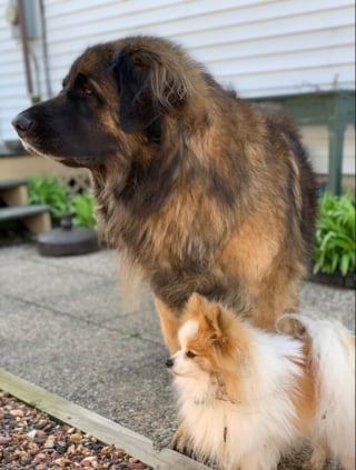 Illustration de l'article : 20 photos pour admirer la beauté de la race du Leonberger