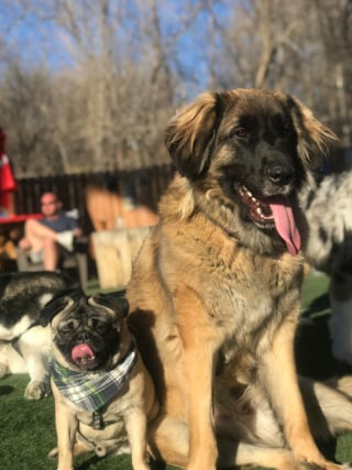 Illustration de l'article : 20 photos pour admirer la beauté de la race du Leonberger