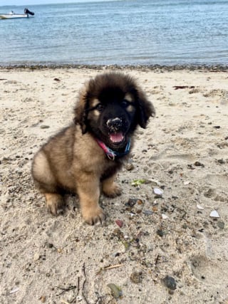 Illustration de l'article : 20 photos pour admirer la beauté de la race du Leonberger