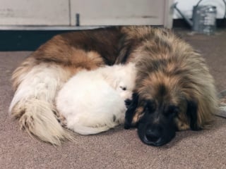 Illustration de l'article : 20 photos pour admirer la beauté de la race du Leonberger