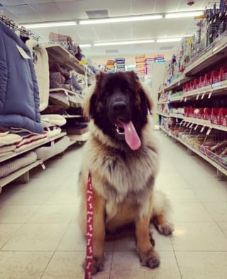 Illustration de l'article : 20 photos pour admirer la beauté de la race du Leonberger