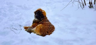 Illustration de l'article : 20 photos pour admirer la beauté de la race du Leonberger