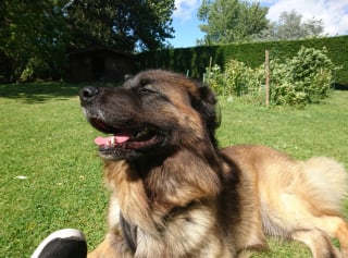 Illustration de l'article : 20 photos pour admirer la beauté de la race du Leonberger