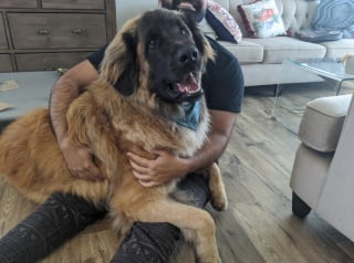 Illustration de l'article : 20 photos pour admirer la beauté de la race du Leonberger