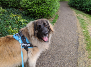 Illustration de l'article : 20 photos pour admirer la beauté de la race du Leonberger