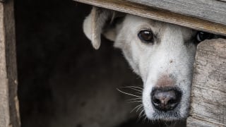 Illustration de l'article : 9 astuces pour calmer et rassurer votre chien pendant un orage ou un feu d'artifice