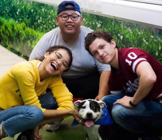 Illustration de l'article : Zendaya et Tom Holland, stars de Spider-Man, adoptent un chien ensemble