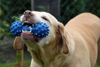 Illustration de l'article : Les chiens ont une représentation multisensorielle des objets qui leur sont familiers, révèle une étude