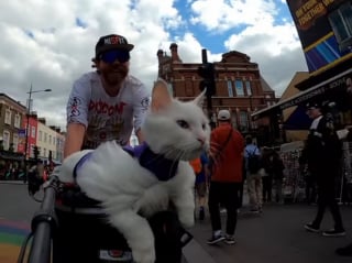 Illustration de l'article : Cette chatte sourde ne se passerait de ses balades à vélo dans Londres pour rien au monde