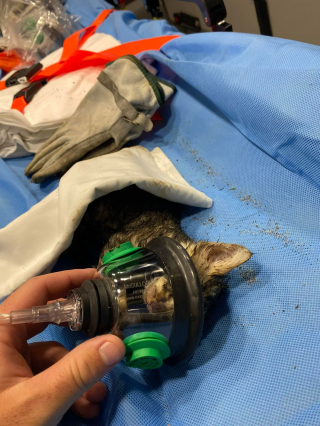 Illustration de l'article : Un chaton se faufile dans un conduit de 8 cm et s'y coince, les pompiers volent à son secours