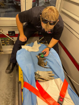 Illustration de l'article : Un chaton se faufile dans un conduit de 8 cm et s'y coince, les pompiers volent à son secours