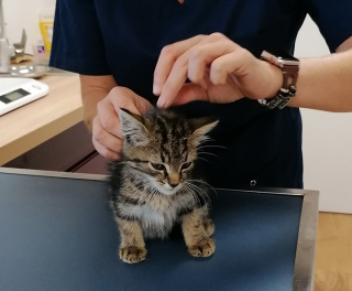 Illustration de l'article : Un chaton coincé dans les égouts depuis 3 jours sauvé dans un élan de solidarité