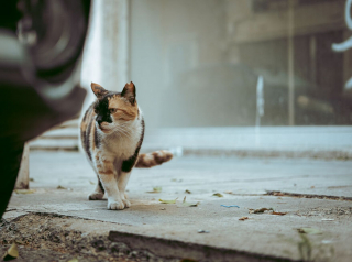 Illustration de l'article : 15 photos captivantes de chats errants peuplant les rues de Chypre