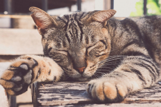 Illustration de l'article : 15 photos captivantes de chats errants peuplant les rues de Chypre