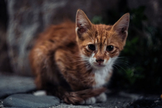 Illustration de l'article : 15 photos captivantes de chats errants peuplant les rues de Chypre