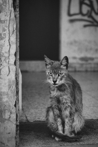 Illustration de l'article : 15 photos captivantes de chats errants peuplant les rues de Chypre