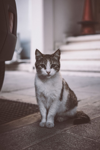 Illustration de l'article : 15 photos captivantes de chats errants peuplant les rues de Chypre