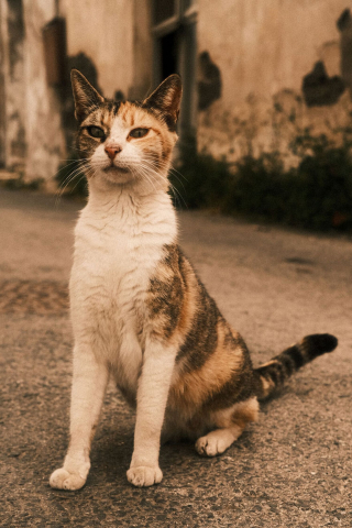 Illustration de l'article : 15 photos captivantes de chats errants peuplant les rues de Chypre