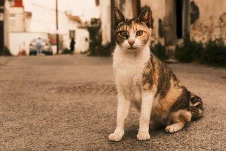 Illustration de l'article : 15 photos captivantes de chats errants peuplant les rues de Chypre