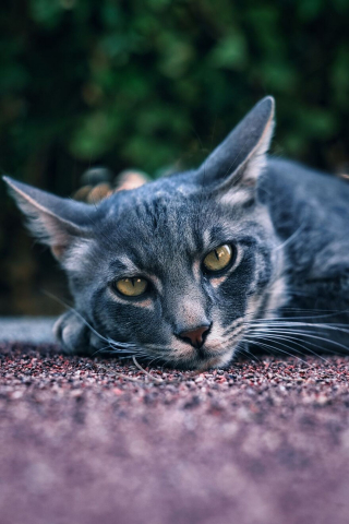 Illustration de l'article : 15 photos captivantes de chats errants peuplant les rues de Chypre