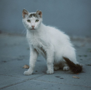 Illustration de l'article : 15 photos captivantes de chats errants peuplant les rues de Chypre