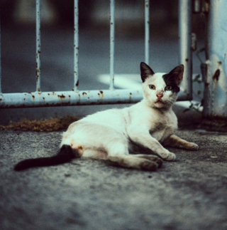 Illustration de l'article : 15 photos captivantes de chats errants peuplant les rues de Chypre