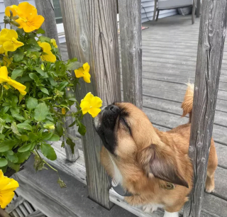 Illustration de l'article : 15 photos de chiens et chats avec une légende qui vaut le détour