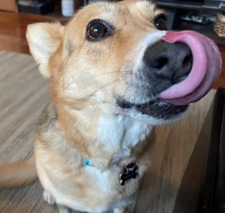 Illustration de l'article : 15 photos de chiens et chats avec une légende qui vaut le détour