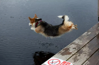 Illustration de l'article : 15 photos de chiens et chats avec une légende qui vaut le détour