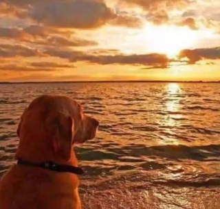 Illustration de l'article : 15 photos de chiens et chats avec une légende qui vaut le détour